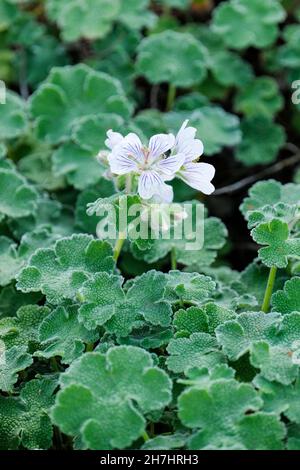 Géranium renardii, crâne caucasien, géranium dur, géranium renard.Fleurs blanches avec nervures violets proéminentes. Banque D'Images