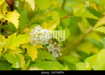 Physocarpus opulifolius 'Nugget', Ninebark 'Nugget', Spiraea opulifolius 'Nugget', l'écorce d'or.Feuilles vert lime, fleurs blanches Banque D'Images