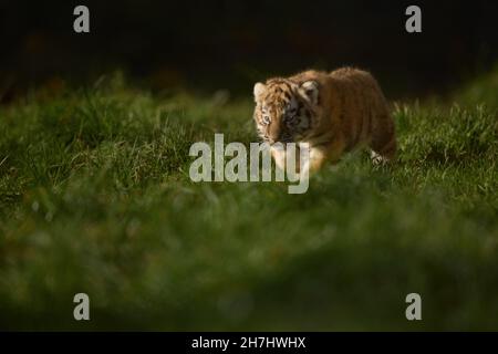 Amur Tiger cub qui traque dans l'herbe Banque D'Images