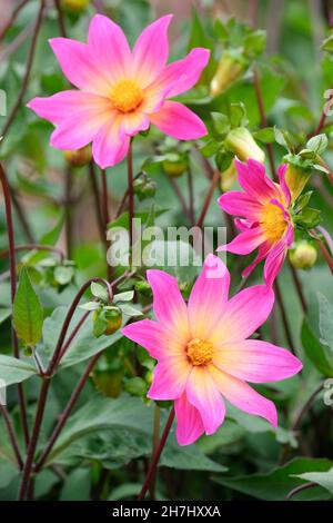 Cultivar à simple fleur, Dahlia « yeux brillants ».Fleurs violet-rose se décolorant au centre en jaune. Banque D'Images