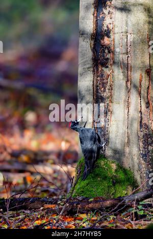 Pic noir (Dryocopus martius) dans la forêt dans la zone de protection de la nature Moenchbruch près de Francfort, Allemagne. Banque D'Images