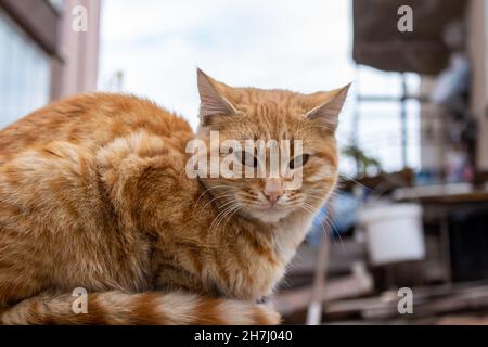 Chat orange, gros plan de chat errant. Banque D'Images