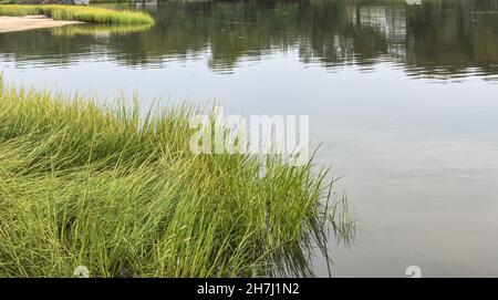 Un peuplement de cordgrass de marais salé (Spartina alterniflora) dans l'eau calme.Long Island, New York.Copier l'espace.Arrière-plan. Banque D'Images