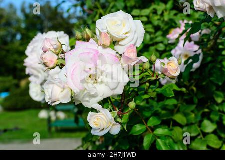 Bush avec de nombreuses roses blanches délicates en pleine fleur et des feuilles vertes dans un jardin dans un beau jour d'été, magnifique extérieur floral fond photographié Banque D'Images