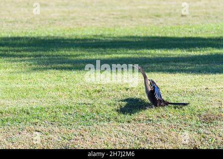 Vue latérale d'anhinga mâle se bronzant au bord d'un parcours de golf dans le parc de la ville de la Nouvelle-Orléans Banque D'Images