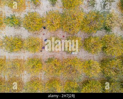 Vue aérienne d'un chargeur déplacement de pommes pour la production de jus Banque D'Images