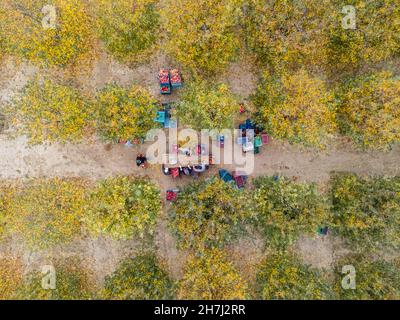 Vue aérienne d'un chargeur déplacement de pommes pour la production de jus Banque D'Images