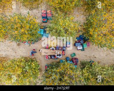 Vue aérienne d'un chargeur déplacement de pommes pour la production de jus Banque D'Images