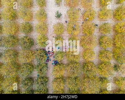Vue aérienne d'un chargeur déplacement de pommes pour la production de jus Banque D'Images