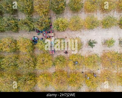 Vue aérienne d'un chargeur déplacement de pommes pour la production de jus Banque D'Images