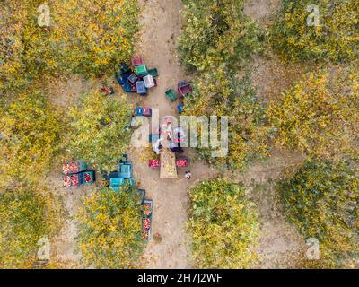 Vue aérienne d'un chargeur déplacement de pommes pour la production de jus Banque D'Images