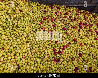 Vue aérienne du chargeur déplacement des pommes pour la production de jus Banque D'Images