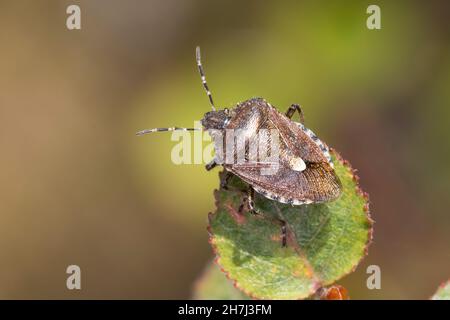 Beerenwanze, Beeren-Wanze, bräunliche Verfärbung im Herbst, Dolycoris baccarum, insecte sloe, insecte, insecte de la chevelure,la Punaise des Baies, la Pentatome Banque D'Images