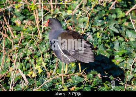 Moorhen (Gallinula chloropus) debout sur l'herbe sur terre en hiver au Royaume-Uni. Banque D'Images