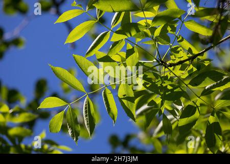 Esche, Gemeine Esche, Gewöhnliche Esche, Blatt, Blätter,Laub, Fraxinus excelsior, frêne commun, frêne européen, feuille,Feuilles, le Frêne commun, Frêne élev Banque D'Images