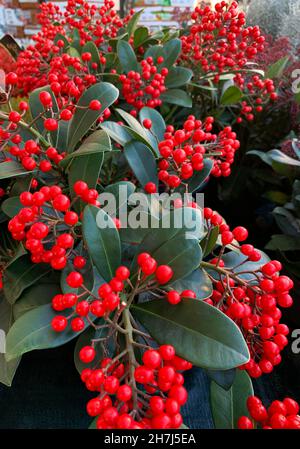 Skimmia japonica, la Skimmia japonaise, plante avec des baies rouges. Banque D'Images