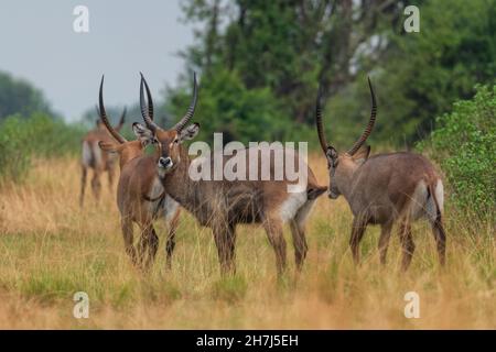 Waterbuck - Kobus ellipsiprymnus, grand antilope de savane africaine, parc national du lac Mburo, Ouganda. Banque D'Images