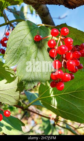 Bouquet rouge vif de baies de viburnum sur fond de feuilles vertes d'un jardin d'automne.Plante populaire médicinale.Image verticale, espace de copie. Banque D'Images