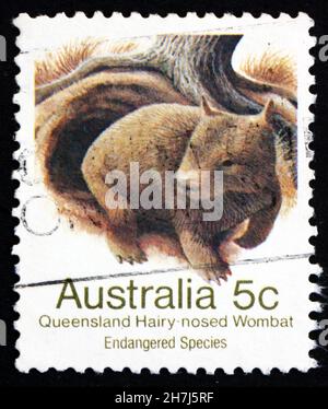 AUSTRALIE - VERS 1981 : un timbre imprimé en Australie montre le Wombat à nez Hairy du Queensland, Lasiorhinus Krefftii, Mammal marsupial, vers 1981 Banque D'Images