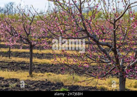 Verger de pêche en fleurs près de Valtice, Morava du Sud, République tchèque Banque D'Images