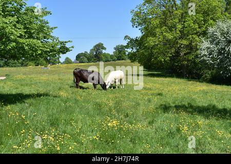 deux vaches paître dans un champ d'herbe verte luxuriante.Un noir et un blanc, en pliant leur tête vers le bas mastiquer à l'herbe dehors en été avec un Banque D'Images