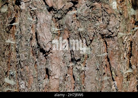 Le tronc d'un vieux pin avec écorce, sur lequel il y a plusieurs toiles d'araignée, crée un fond naturel. Banque D'Images