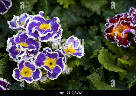 De magnifiques fleurs printanières d'onagre sont présentées de près Banque D'Images