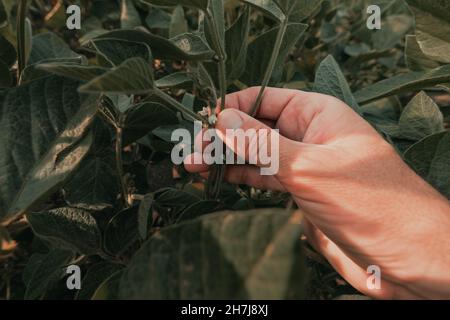 Agriculteur vérifiant les récoltes de soja dans le champ, gros plan de la main mâle touchant la plante, foyer sélectif Banque D'Images