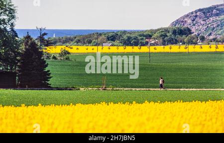 Champ de colza jaune avec dans un vaste paysage, Hoganas, Suède Banque D'Images