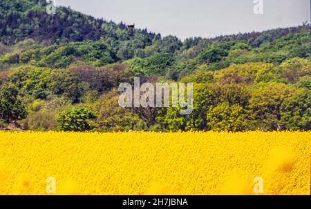 Champ de colza jaune avec dans un vaste paysage, Hoganas, Suède Banque D'Images