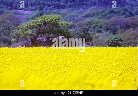 Champ de colza jaune avec dans un vaste paysage, Hoganas, Suède Banque D'Images