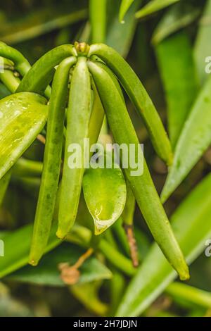 Haricots verts de vanille Pods de graines Moorea Tahiti Polynésie française.La vanille est une épice créée à partir de gousses contenant des haricots.Moorea a une plantatio à la vanille Banque D'Images