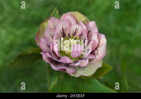 Fleurs de la rose de Noël ou de la rose de Lenten ou de la rose des neiges. Double hellebore rose Helleborus Double Ellen fleur blanche tachetée poussant dans le jardin d'hiver à la fin Banque D'Images