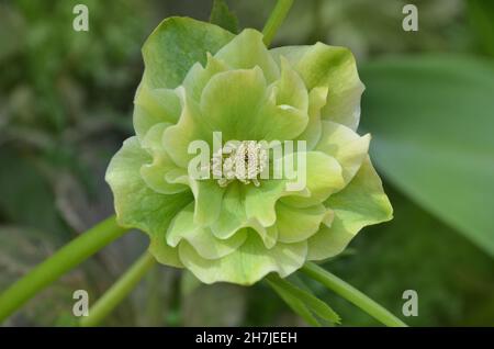 Helleborus orientalis Queens Double fleur jaune.Plante Evergreen hellebore rose fleur ou lenten rose.Plante à fleurs d'hiver toxique.Hellébores b Banque D'Images