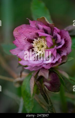 Fleurs de la rose de Noël ou de la rose de Lenten ou de la rose des neiges. HelleboreDouble Rose fleur mouchetée en hiver. Banque D'Images