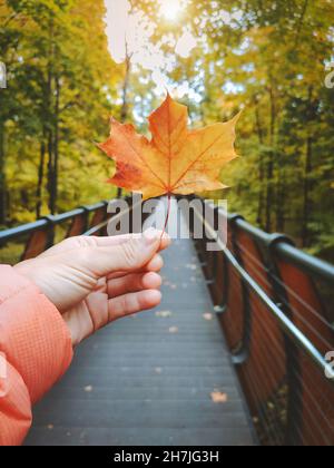 Saison d'automne main tenant la feuille d'érable jaune sur le pont en forêt couleurs d'automne calendrier saisonnier symbole octobre Banque D'Images