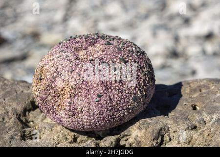 Coquillage d'un oursin de mer sur la plage de l'Ile aux perroquets, une île de l'archipel de Mingan dans la région Côte Nord du Québec (Canada) Banque D'Images