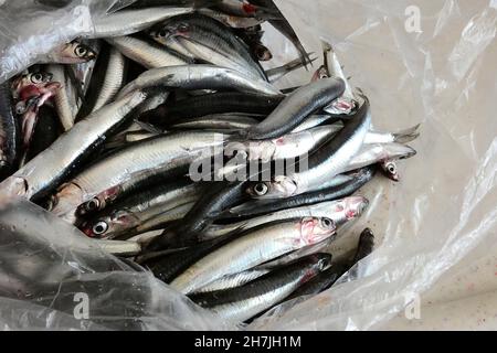 Anchois de mer dans un sac en plastique Banque D'Images