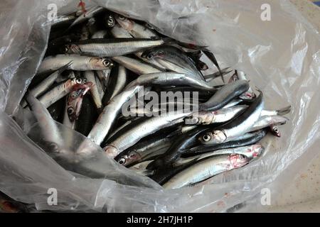 Anchois de mer dans un sac en plastique Banque D'Images