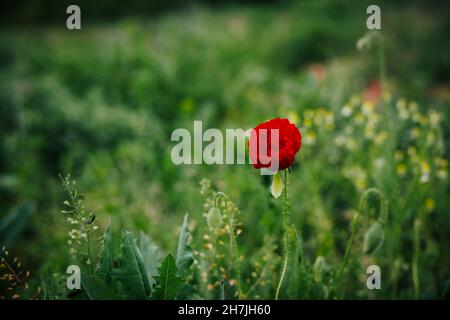 Coquelicot rouge sur fond vert.Grosse fleur de pavot sur fond flou.Magnifique paysage naturel, motif floral.Photo de haute qualité Banque D'Images
