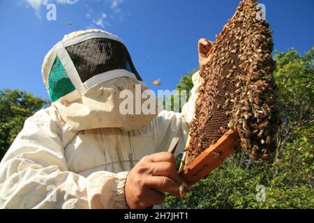 Eunapolis, bahia, brésil - 19 décembre 2008 : apiculteur récoltant du miel d'une ruche d'abeilles dans un apiaire de la ville d'Eunapolis, dans le sud de Bahia. Banque D'Images