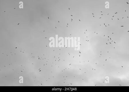 silhouettes d'oiseaux contre le ciel avec des nuages. photo en noir et blanc Banque D'Images