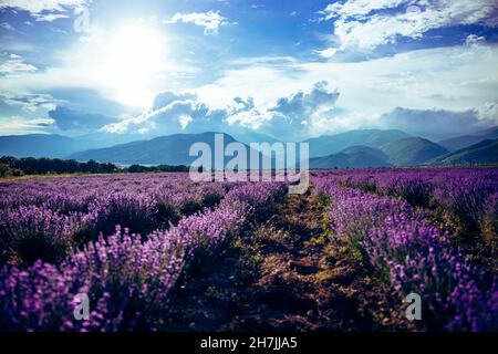 Beau grand champ de lavande en Bulgarie avec des montagnes en arrière-plan.fleurs de violet en fleurs.Photo de la nature incroyable.Photo de haute qualité Banque D'Images