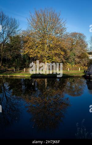 Un arbre se reflète dans le canal Bridgewater au village de Lymm, Cheshire, en automne Banque D'Images