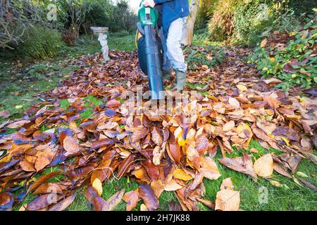 En utilisant le vide électrique en automne sur les feuilles de magnolia tombées sur la pelouse d'herbe prêt à faire la moisissure de feuilles ou paillis après avoir pourri dans des sacs de bac, Berkshire, Royaume-Uni Banque D'Images