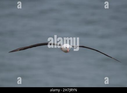 Albatros brun noir (Thalassarche melanophris) Bempton Cliffs RSPB East Yorkshire, Angleterre. Banque D'Images