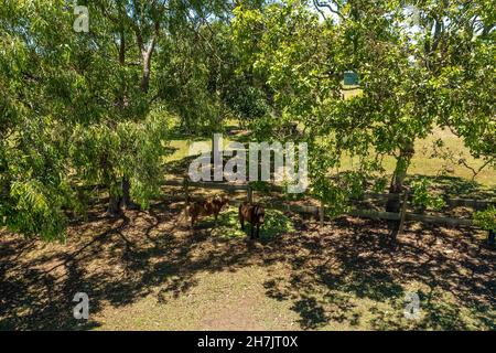 Deux poneys miniatures à l'ombre des arbres lors d'une chaude journée d'été en Australie Banque D'Images