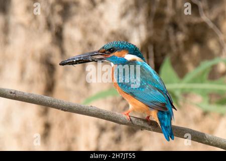 Kingfisher (Alcedo atthis commun) Banque D'Images