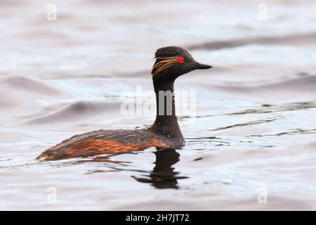 Grèbe à cou noir (Podiceps nigricollis) Banque D'Images