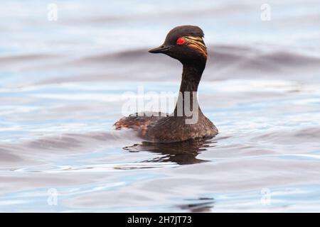 Grèbe à cou noir (Podiceps nigricollis) Banque D'Images